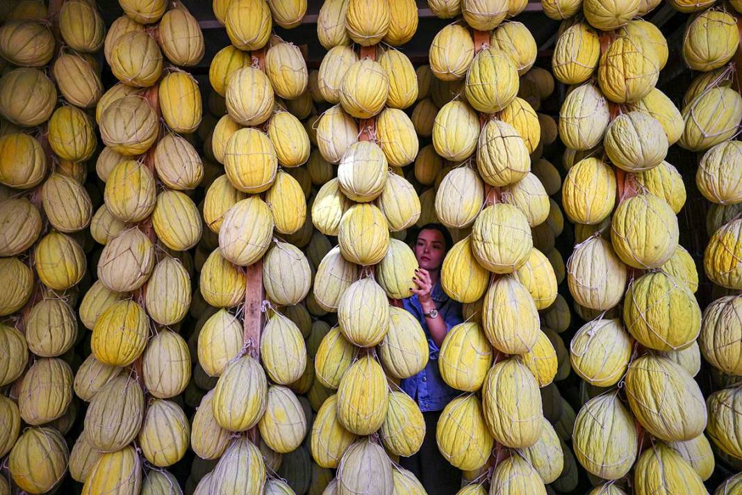 AB onaylı lezzet! Kırkağaç kavunu, kış aylarında da tezgahlarda 11